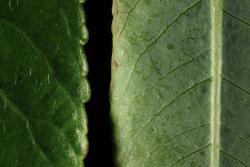 Salix daphnoides. Lower and upper surfaces and margins.
 Image: D. Glenny © Landcare Research 2020 CC BY 4.0